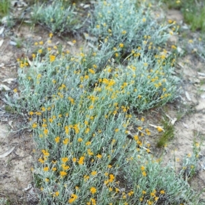 Chrysocephalum apiculatum at Conder, ACT - 14 Nov 1999