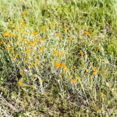 Chrysocephalum apiculatum (Common Everlasting) at Tuggeranong Hill - 1 Nov 1999 by michaelb