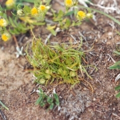 Isoetopsis graminifolia (Grass Cushion Daisy) at Paddys River, ACT - 20 Oct 2003 by MichaelBedingfield