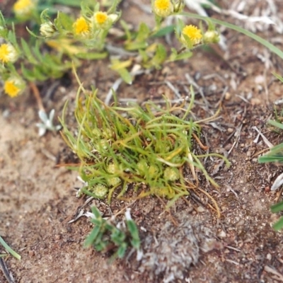 Isoetopsis graminifolia (Grass Cushion Daisy) at Paddys River, ACT - 20 Oct 2003 by MichaelBedingfield