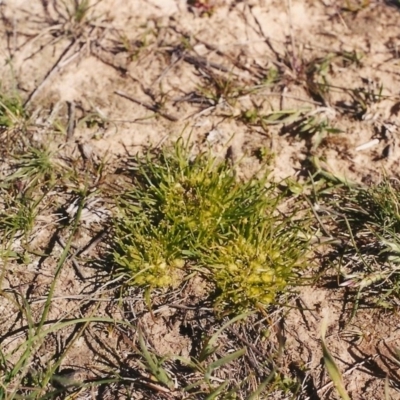 Isoetopsis graminifolia (Grass Cushion Daisy) at Bonython, ACT - 10 Oct 2003 by michaelb