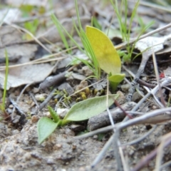 Ophioglossum lusitanicum (Adder's Tongue) at Tennent, ACT - 14 Aug 2014 by michaelb