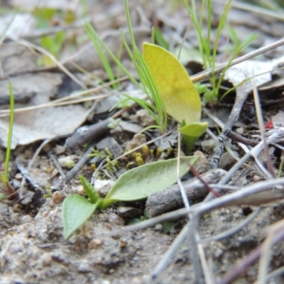 Ophioglossum lusitanicum subsp. coriaceum (Austral Adder's Tongue) at Tennent, ACT - 14 Aug 2014 by michaelb