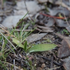 Ophioglossum lusitanicum at Tennent, ACT - 14 Aug 2014