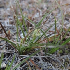Carex breviculmis (Short-Stem Sedge) at Conder, ACT - 21 Aug 2014 by michaelb