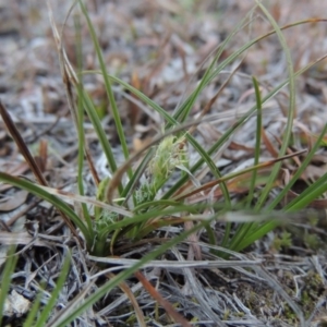 Carex breviculmis at Conder, ACT - 21 Aug 2014