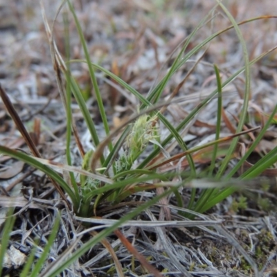 Carex breviculmis (Short-Stem Sedge) at Conder, ACT - 21 Aug 2014 by MichaelBedingfield