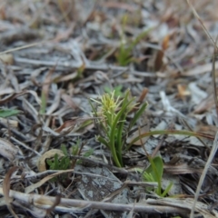 Carex breviculmis at Conder, ACT - 21 Aug 2014