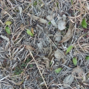 Ophioglossum lusitanicum at Conder, ACT - 21 Aug 2014 06:36 PM