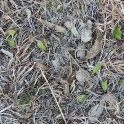 Ophioglossum lusitanicum subsp. coriaceum (Austral Adder's Tongue) at Conder, ACT - 21 Aug 2014 by michaelb