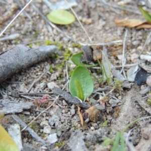 Ophioglossum lusitanicum at Conder, ACT - 21 Aug 2014 06:36 PM