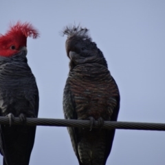 Callocephalon fimbriatum (Gang-gang Cockatoo) at Isaacs, ACT - 24 Aug 2014 by galah681