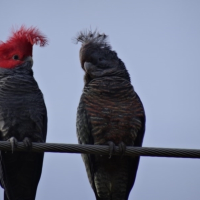 Callocephalon fimbriatum (Gang-gang Cockatoo) at Isaacs, ACT - 24 Aug 2014 by galah681