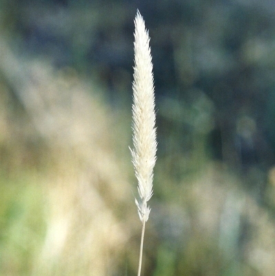 Deyeuxia quadriseta (Reed Bent) at Theodore, ACT - 18 Dec 2005 by MichaelBedingfield