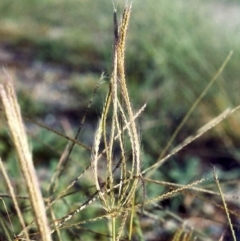 Chloris truncata (Windmill Grass) at Bonython, ACT - 8 Apr 2007 by MichaelBedingfield
