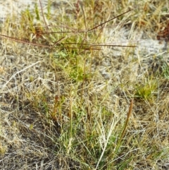 Chloris truncata (Windmill Grass) at Conder, ACT - 29 Nov 1999 by michaelb