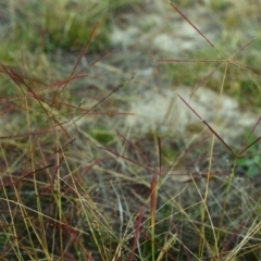 Chloris truncata (Windmill Grass) at Tuggeranong Hill - 20 Apr 2000 by michaelb