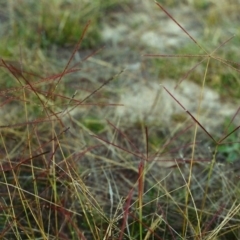 Chloris truncata (Windmill Grass) at Conder, ACT - 21 Apr 2000 by MichaelBedingfield