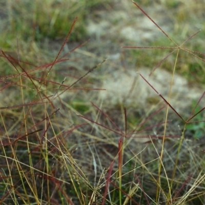 Chloris truncata (Windmill Grass) at Tuggeranong Hill - 20 Apr 2000 by michaelb