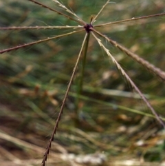 Chloris truncata (Windmill Grass) at Rob Roy Range - 19 Jan 2001 by michaelb