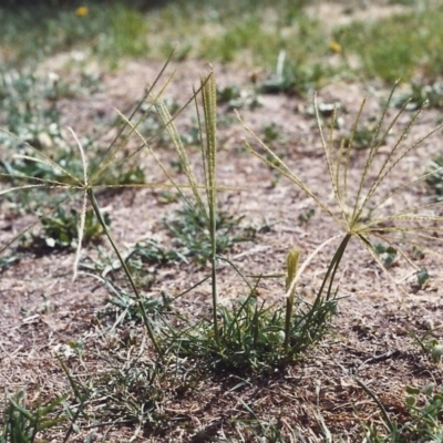 Chloris truncata (Windmill Grass) at Tuggeranong Hill - 26 Jan 2001 by michaelb