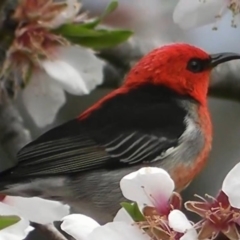 Myzomela sanguinolenta (Scarlet Honeyeater) at Mount Rogers - 28 Aug 2013 by SteveW