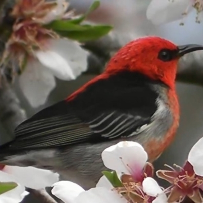 Myzomela sanguinolenta (Scarlet Honeyeater) at Flynn, ACT - 28 Aug 2013 by SteveW