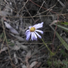 Brachyscome rigidula (Hairy Cut-leaf Daisy) at Campbell, ACT - 28 May 2015 by SilkeSma