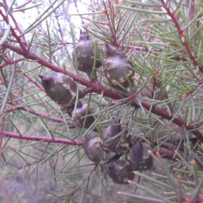 Hakea decurrens subsp. decurrens (Bushy Needlewood) at Campbell, ACT - 28 May 2015 by SilkeSma