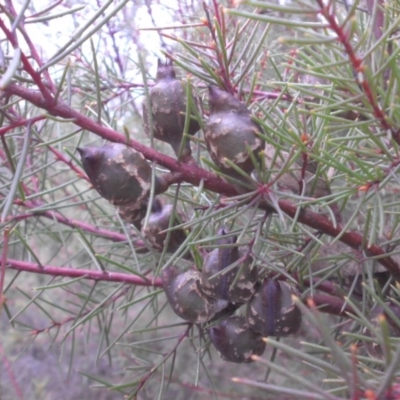 Hakea decurrens subsp. decurrens (Bushy Needlewood) at Mount Ainslie - 27 May 2015 by SilkeSma