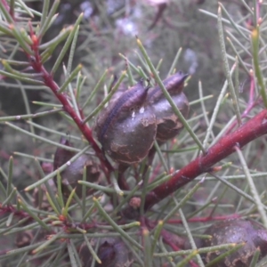 Hakea decurrens subsp. decurrens at Campbell, ACT - 28 May 2015