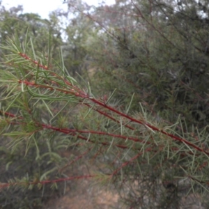 Hakea decurrens subsp. decurrens at Campbell, ACT - 28 May 2015