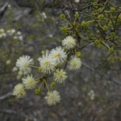 Acacia genistifolia (Early Wattle) at Campbell, ACT - 27 May 2015 by SilkeSma