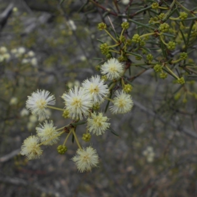 Acacia genistifolia (Early Wattle) at Campbell, ACT - 28 May 2015 by SilkeSma