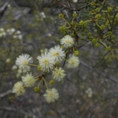 Acacia genistifolia (Early Wattle) at Mount Ainslie - 27 May 2015 by SilkeSma