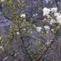 Acacia genistifolia at Campbell, ACT - 28 May 2015