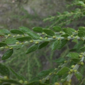 Acacia paradoxa at Campbell, ACT - 28 May 2015