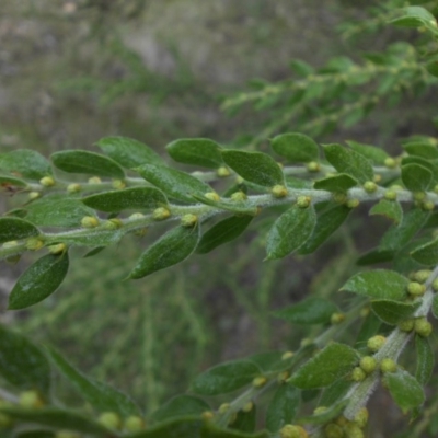 Acacia paradoxa (Kangaroo Thorn) at Mount Ainslie - 28 May 2015 by SilkeSma
