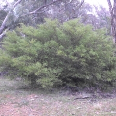 Acacia paradoxa at Campbell, ACT - 28 May 2015 10:19 AM