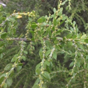 Acacia paradoxa at Campbell, ACT - 28 May 2015