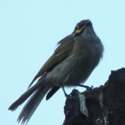 Caligavis chrysops (Yellow-faced Honeyeater) at Gigerline Nature Reserve - 3 Mar 2014 by michaelb