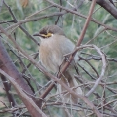 Caligavis chrysops (Yellow-faced Honeyeater) at Tennent, ACT - 15 Mar 2015 by michaelb