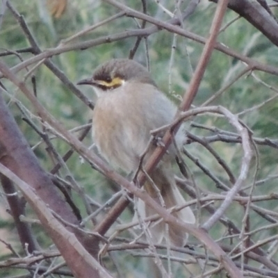 Caligavis chrysops (Yellow-faced Honeyeater) at Tennent, ACT - 16 Mar 2015 by MichaelBedingfield