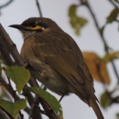 Caligavis chrysops (Yellow-faced Honeyeater) at Paddys River, ACT - 12 Mar 2014 by MichaelBedingfield