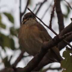 Caligavis chrysops at Paddys River, ACT - 12 Mar 2014 07:21 PM