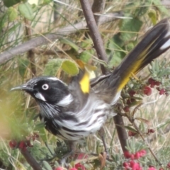 Phylidonyris novaehollandiae (New Holland Honeyeater) at Conder, ACT - 5 Sep 2014 by MichaelBedingfield