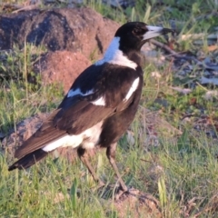 Gymnorhina tibicen (Australian Magpie) at Urambi Hills - 30 Sep 2014 by MichaelBedingfield