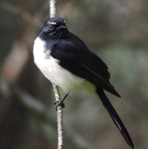 Rhipidura leucophrys at Paddys River, ACT - 10 May 2018 12:00 AM