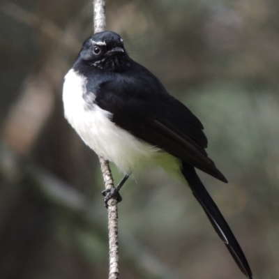 Rhipidura leucophrys (Willie Wagtail) at Point Hut to Tharwa - 9 May 2018 by michaelb