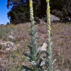 Verbascum thapsus subsp. thapsus (Great Mullein, Aaron's Rod) at Steeple Flat, NSW - 11 Jan 1998 by BettyDonWood